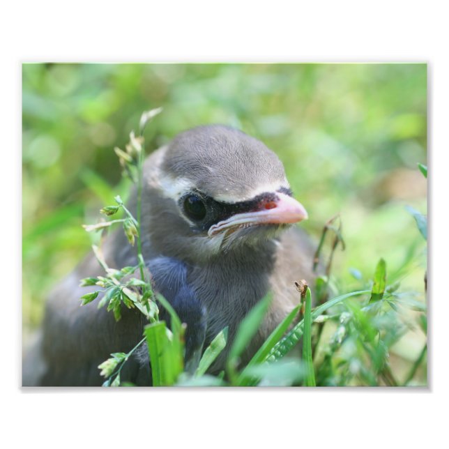 Foto Cedar Bird 8x10 Naturaleza (Frente)