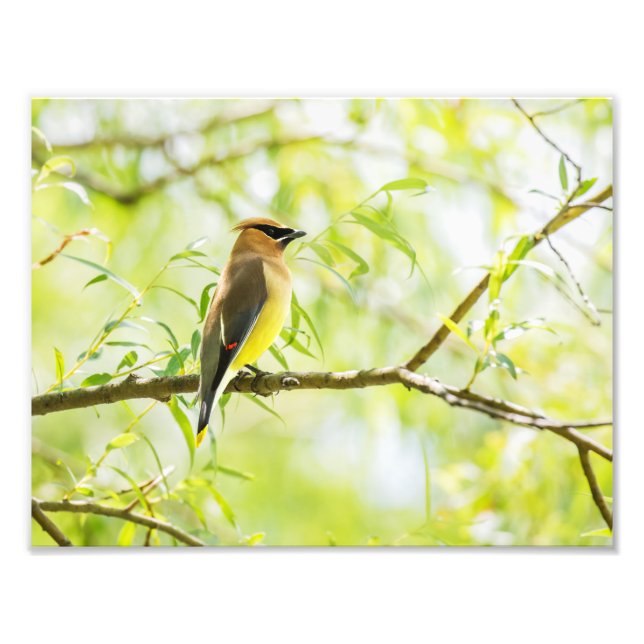 Foto Cedar Waxwing (Frente)