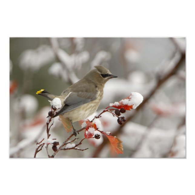 Foto Cedar Waxwing de adultos con nieve (Frente)