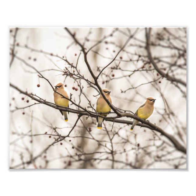 Foto Cedar Waxwings en la imagen de invierno (Frente)