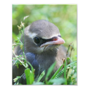 Foto Cedro amarillo Waxwing Fledgling Bird 8x10