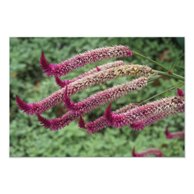Foto Celosia de 19"x13" (Frente)
