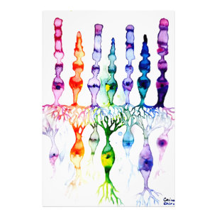 Foto Células cónicas células bastón y neurona bipolar d