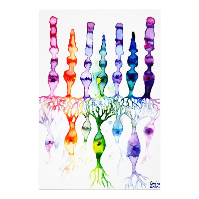 Foto Células cónicas células bastón y neurona bipolar d (Frente)