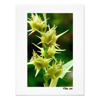 Foto Cenchrus Echinatos.