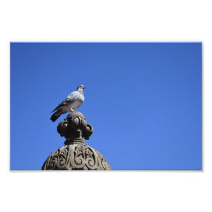 Foto Central Park Pigeon Blue Sky New York City Bird