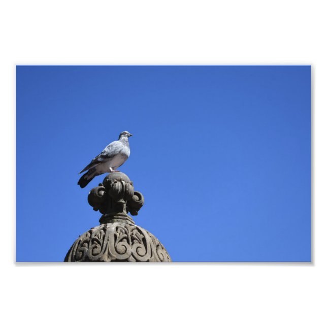 Foto Central Park Pigeon Blue Sky New York City Bird (Frente)