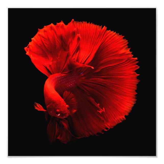 Foto Centro de peces de cola roja (Frente)