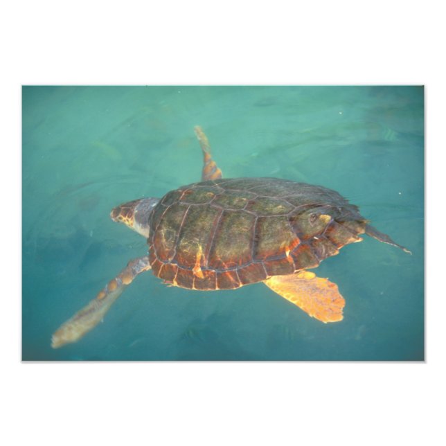 Foto Centroamérica, Panamá, Bocas Del Torro (Frente)