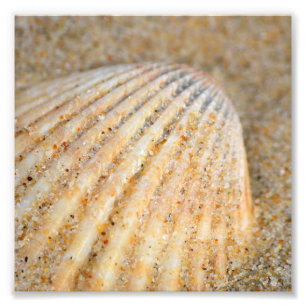 Foto Cerca de Cockle SeaShell en la arena de la playa