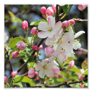 Foto Cercanías primitivas de la primavera de la manzana
