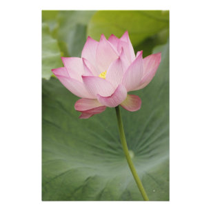 Foto Cercano a Lotus flower, Nelumbo nucifera),