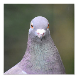 Foto Cerdo