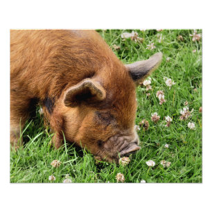 FOTO CERDO CUTIDO