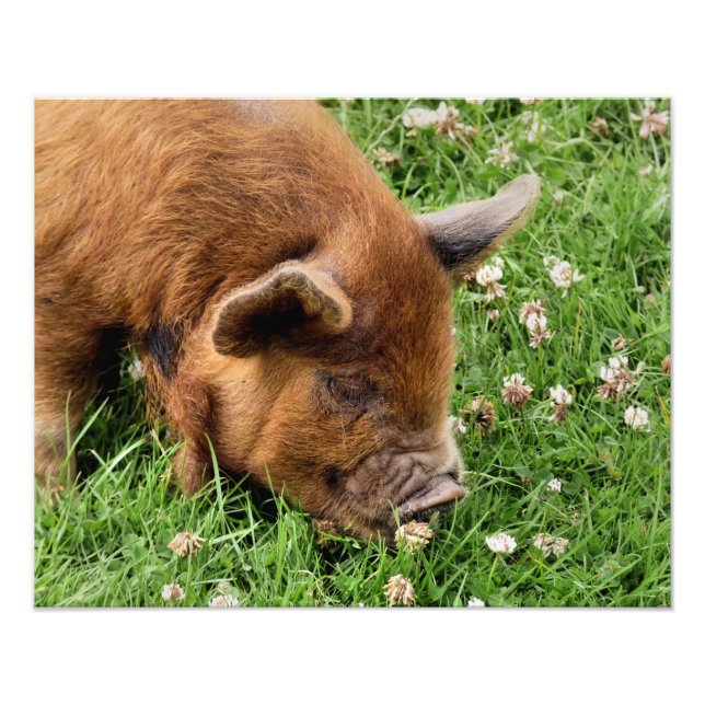 FOTO CERDO CUTIDO (Frente)