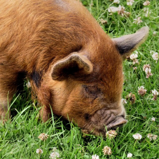 FOTO CERDO CUTIDO (A photographic design of a very cute kunekune pig.)