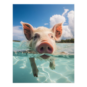 Foto Cerdo de baño de Bahamas