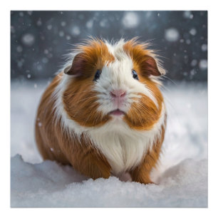 Foto Cerdo de Guinea de Nieve