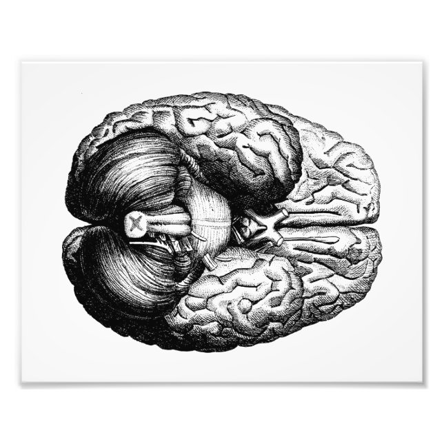 Foto Cerebro anatómico (Frente)