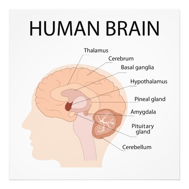 Foto Cerebro humano (Frente)