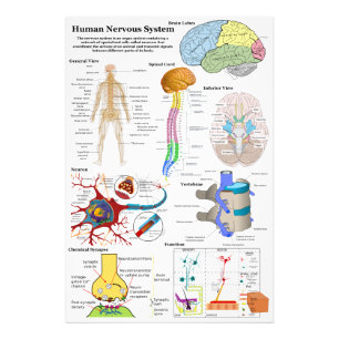 Foto Cerebro humano y diagrama de sistema nervioso