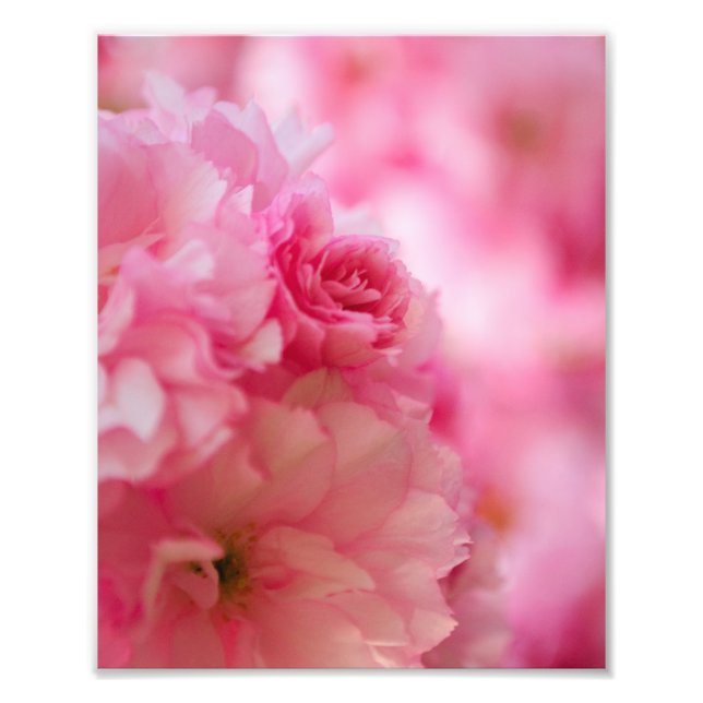 Foto Cerezo en flor (Frente)