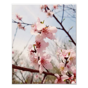 Foto Cerezo en flor