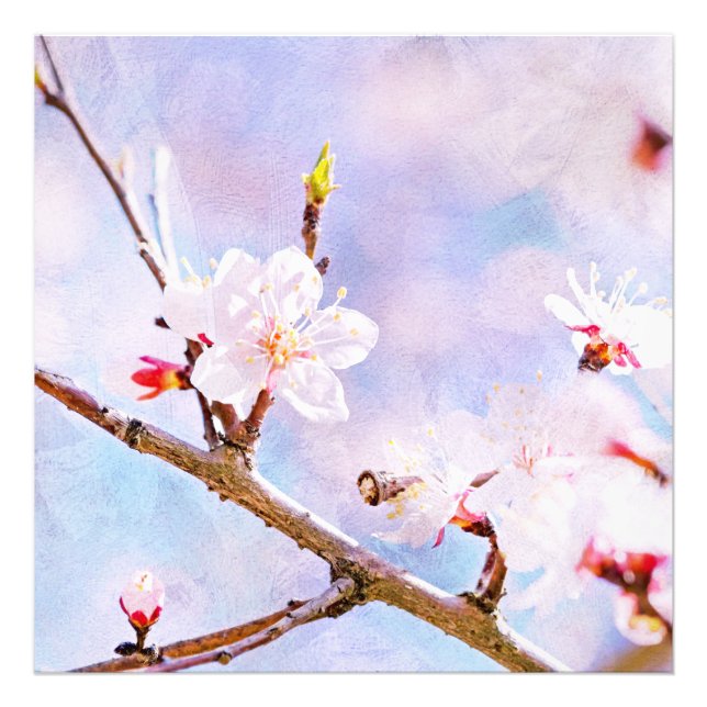 Foto Cerezo japonés - Sakura en flor (Frente)