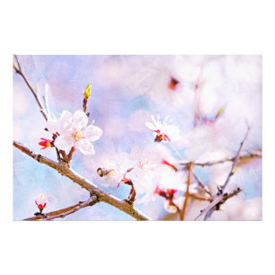 Foto Cerezo japonés - Sakura en flor