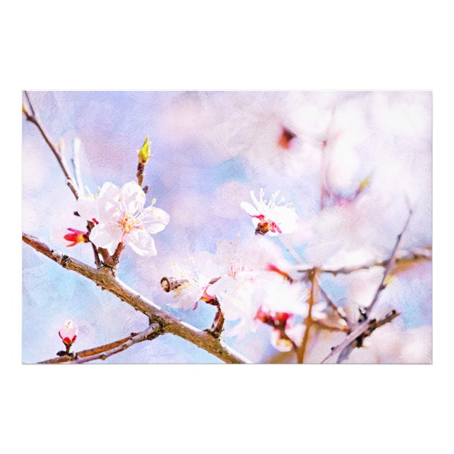 Foto Cerezo japonés - Sakura en flor (Frente)