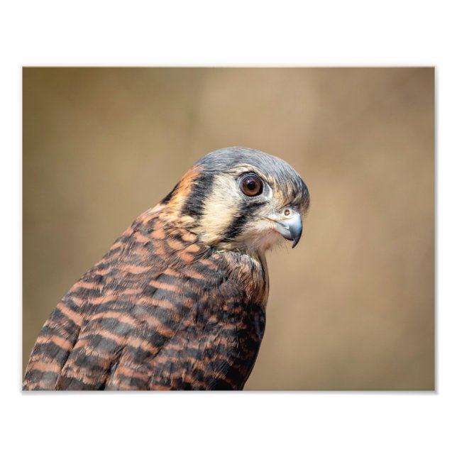 Foto Cernícalo estadounidense 14x11 (Frente)