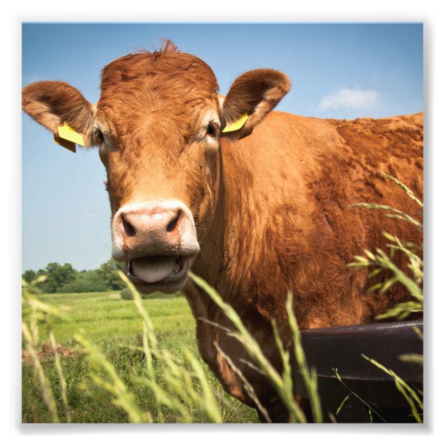 Foto Cerrando la vaca de la moda (Frente)