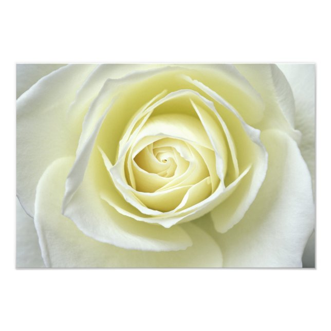 Foto Cerrar detalles de rosa blanca (Frente)