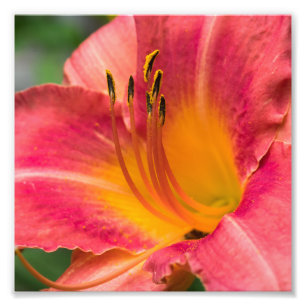 Foto Cerrar macro de flor lirio rosado