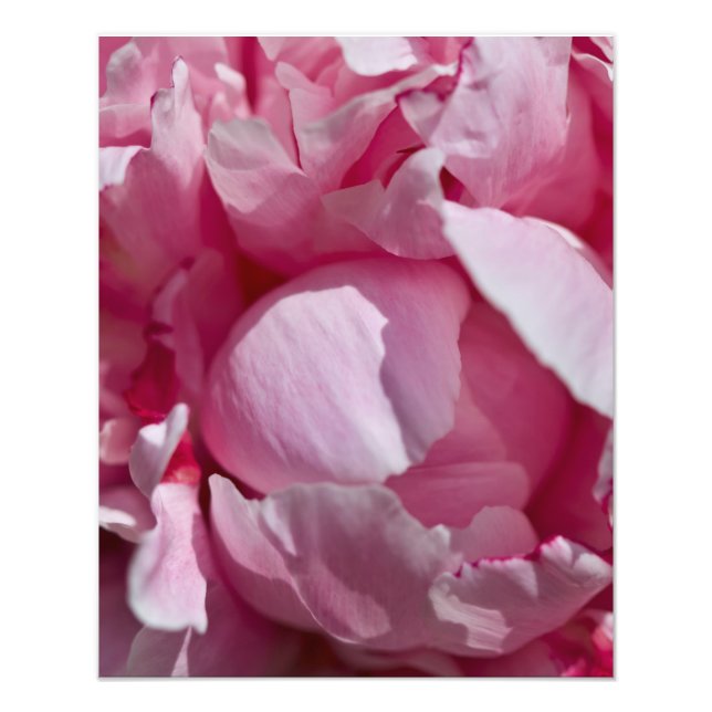 Foto Cerrar Pin Peony Flower (Frente)