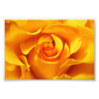 Foto Cerrar una rosa amarilla