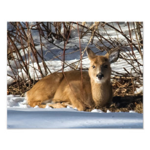 Foto Cervatillo que miente en hierba