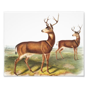 Foto Cervus Richardsonii (Cervus Richardsonii)