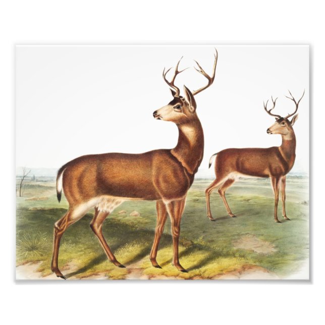 Foto Cervus Richardsonii (Cervus Richardsonii) (Frente)