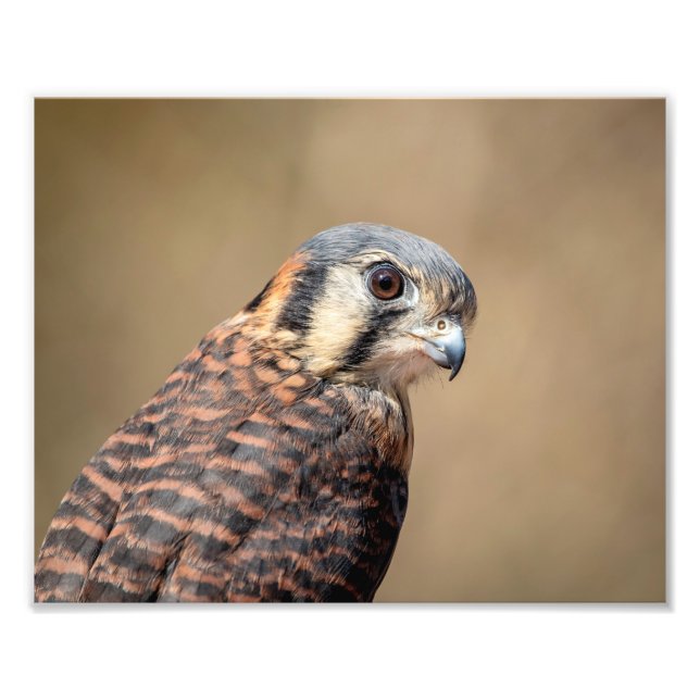 Foto Cestrel americano 10x8 (Frente)
