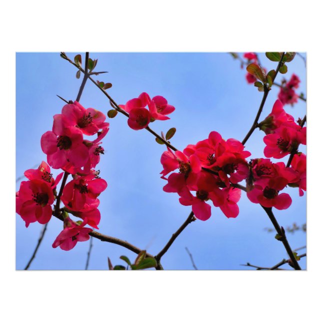 Foto Chaenomeles speciosa (Frente)