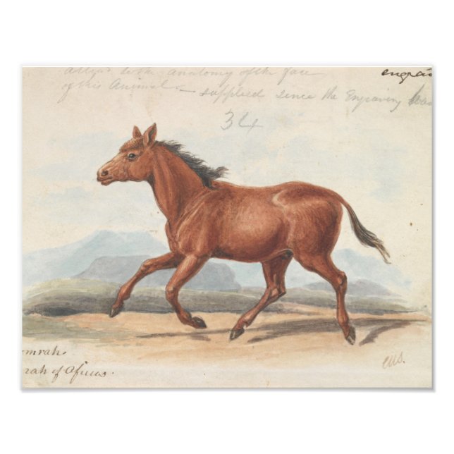 Foto Charles Hamilton Smith - El caballo de Koomrah (Frente)