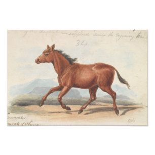 Foto Charles Hamilton Smith - El caballo de Koomrah