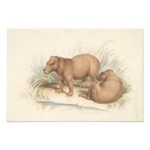 Foto Charles Hamilton Smith - El Capibara