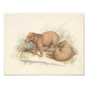 Foto Charles Hamilton Smith - El Capibara