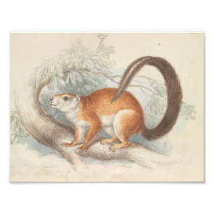 Foto Charles Hamilton Smith - La ardilla de Duvaucel