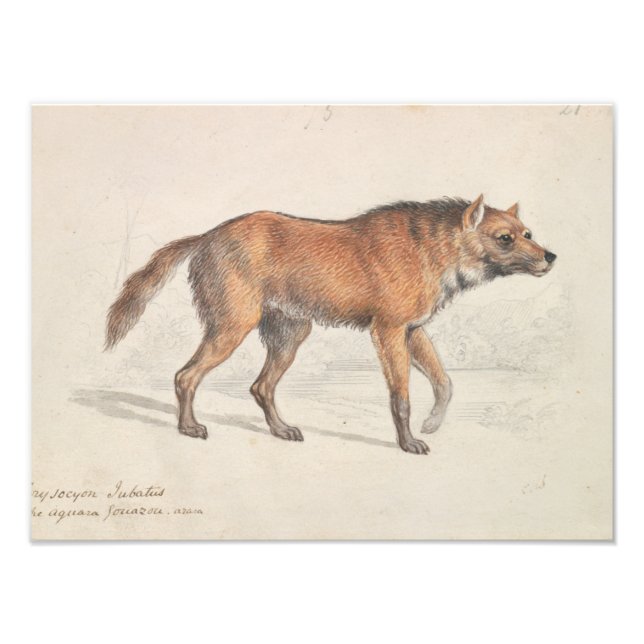 Foto Charles Hamilton Smith - Maned Wolf (Frente)