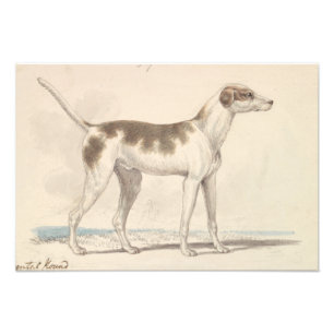 Foto Charles Hamilton Smith - Oriental Hound