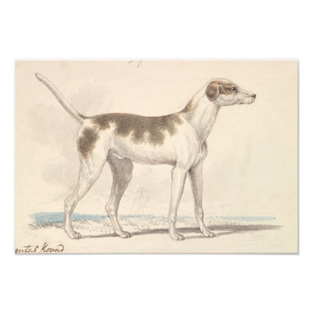 Foto Charles Hamilton Smith - Oriental Hound (Frente)