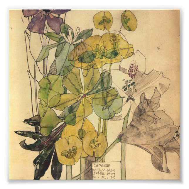 Foto Charles Rennie Mackintosh - Spurge With Yham 1909 (Frente)